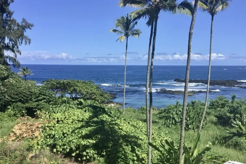 Swim with the turtles and watch the whales!  S-l-o-w  down and R E L A X. - Image 1
