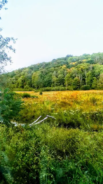 ShineOn Valley- Back Bottom Camp - Image 1