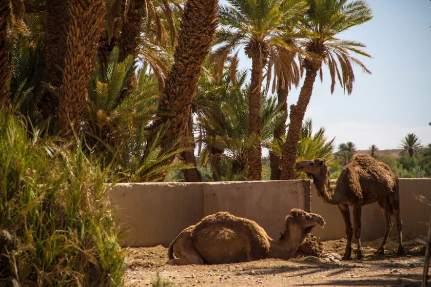 Skoura Lodge Ouarzazate - Image 1