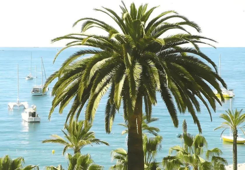 ESTUDIO CON AIRE ACONDICIONADO. Vista de palmeras, cerca de un amplio estacionamiento gratuito y playas - Image 1