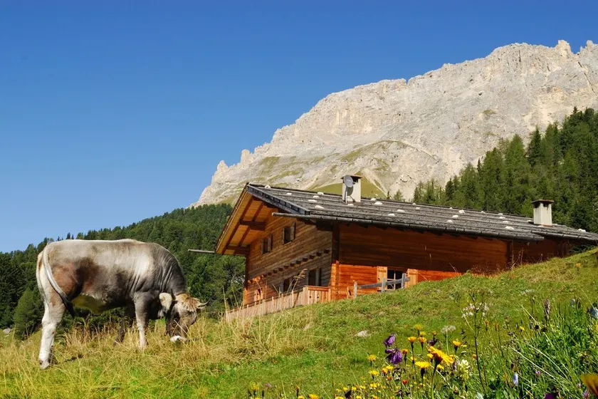 Ski-In Vacation Home “Thaleralm” on the Alp with Mountain View, Terrace & Garden - Image 1
