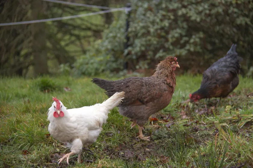 Fabulous Rural Farm Holiday Cottage near Drymen, Loch Lomond. - Image 1