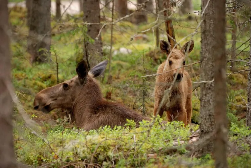 Älgparkens Stugby - Image 1