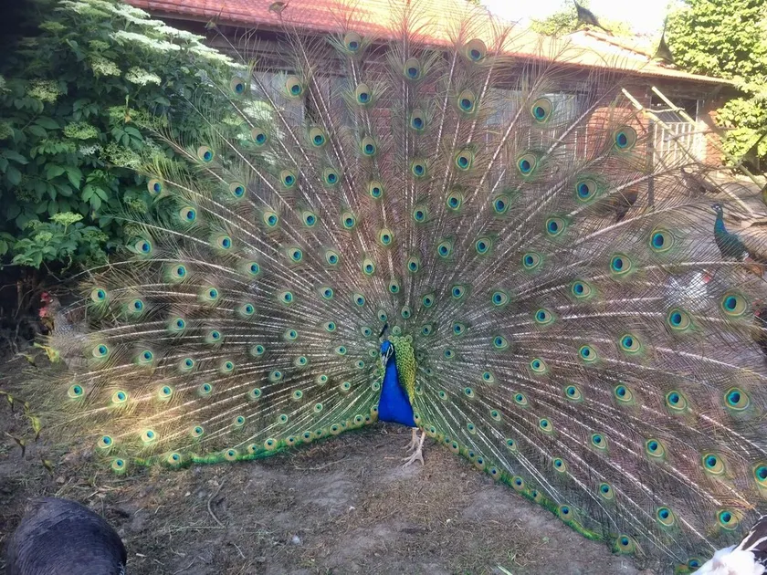 Pure relaxation at the enchanted peacock farm - Image 1