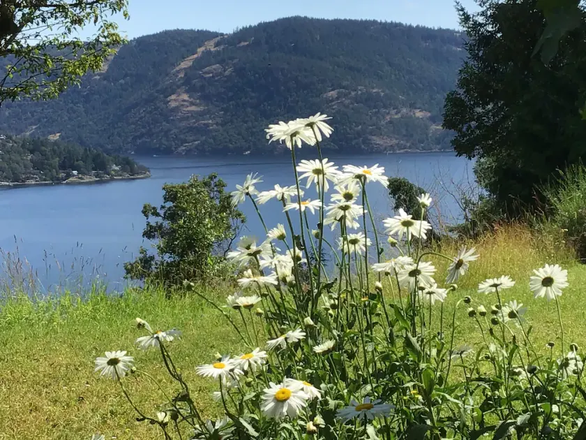Gorgeous and private hillside view overlooking Maple Bay - Image 1