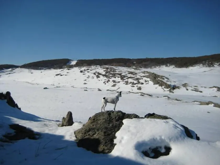 Talbingo, schneebedeckte Berge NSW. - Image 1