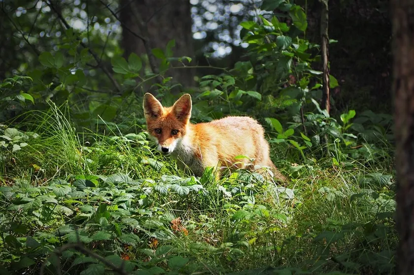 🦊 Cabane du Renard - Image 1