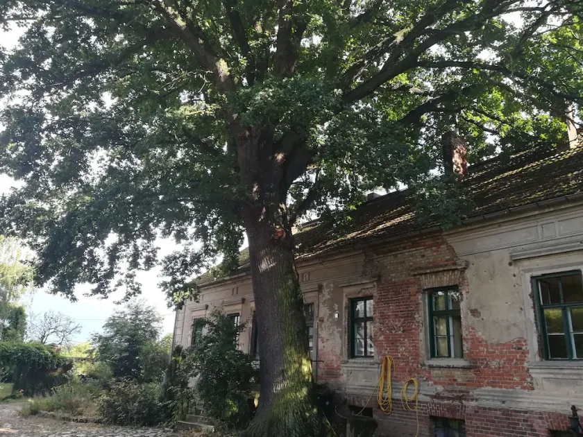century-old house next to an even older oak tree in the middle of a field - Image 1
