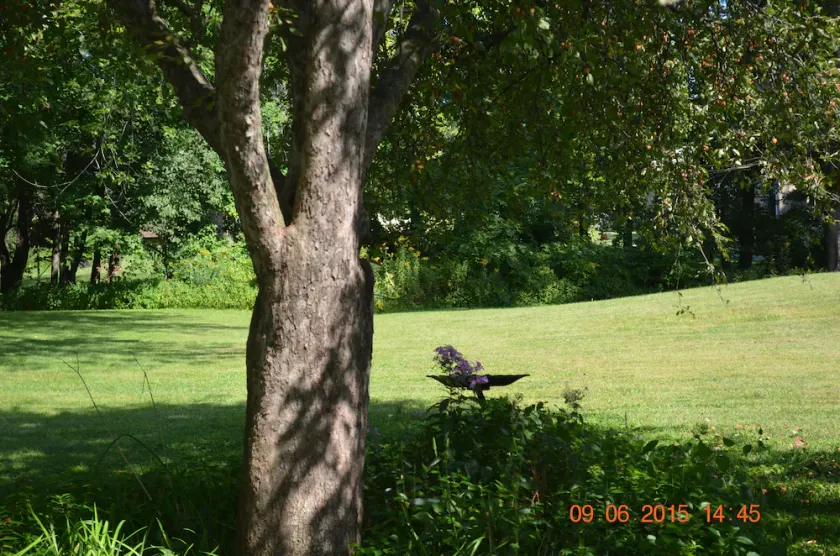 Ruhige Nachbarschaft, für Vogel-Liebhaber - Image 1
