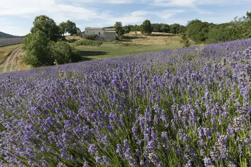 Luksuriøs Bastide omgivet af lavendel - Image 1