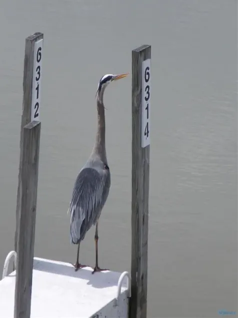 Great for Vacationers • Bird Watchers • Davis Bessie • Fishing-Charters on Site - Image 1