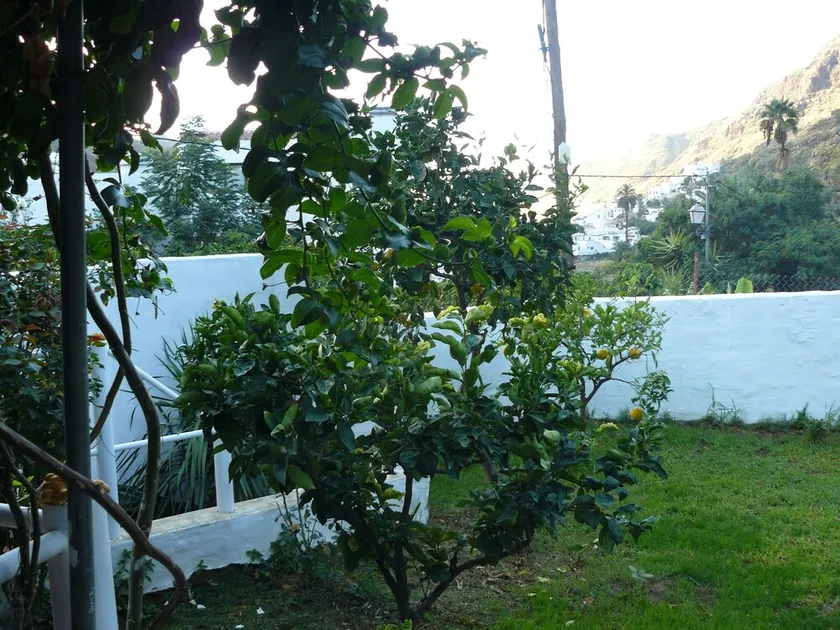 Hus i Agaete Valley - Image 1