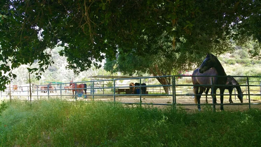 Huge Ranch,Wedding/Event/Party 200 guests plus cottage or Camping group - Image 1