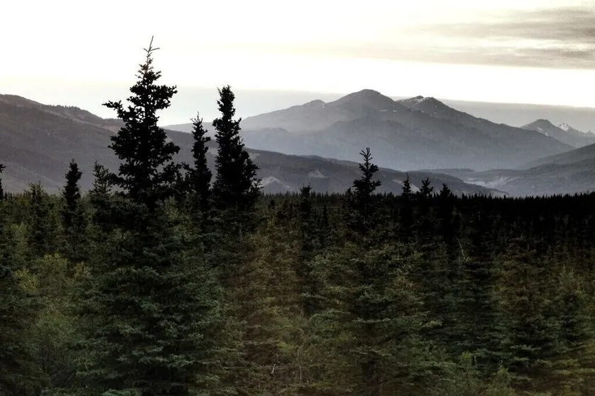 Denali Wildlife Grizzly Cabin Luxury avec une touche de rustique - Image 1