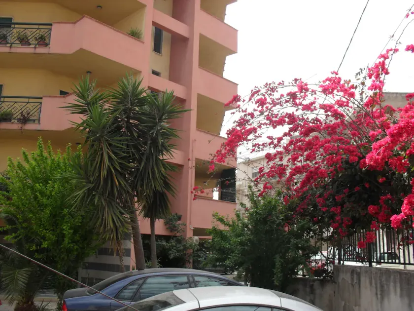 Agave - Image 1