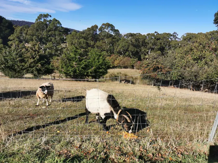 Quiet country area 5 mins from Devonport - central location - Image 1