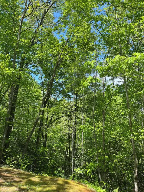 The BEST Pet friendly Sylva NC Mountain Retreat Near WCU and downtown❤️ - Image 1