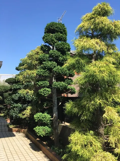 Green Pine House - Image 1