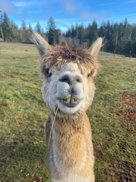 Little Creek Cottage- Alpaca Farm Retreat with Hot Tub - Image 1