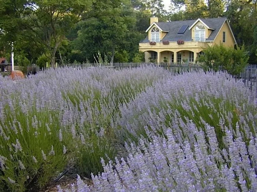 'Le Jardin' in Glen Ellen Pool / Whirlpool Mieten Sie ein $ 500 / N oder beide für $ 800 / N - Image 1