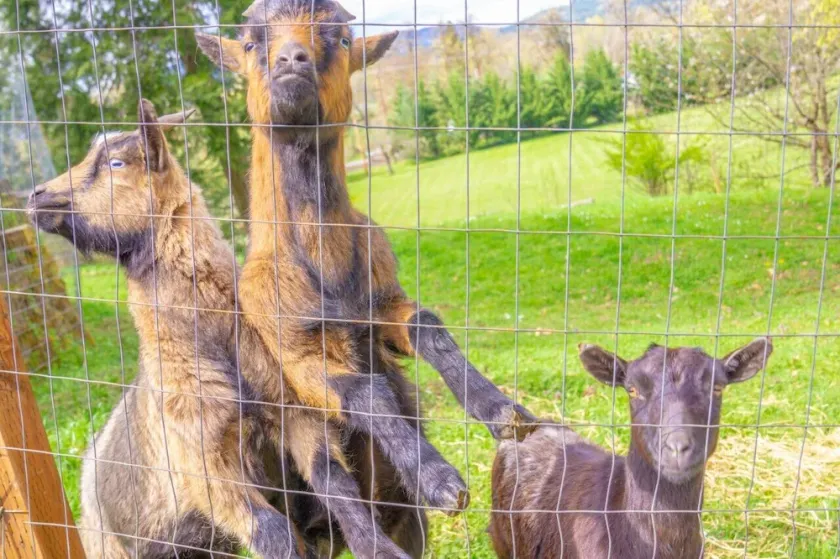 Pet friendly w/dog run, country living & mountain views close to town with wifi - Image 1
