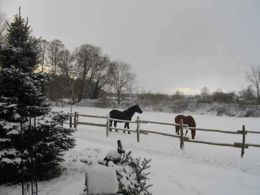Holiday apartment on a horse farm - Image 1