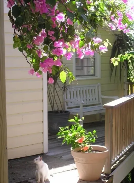 Cute Cozy Cottage with private entrance and ocean views in prime neighborhood - Image 1