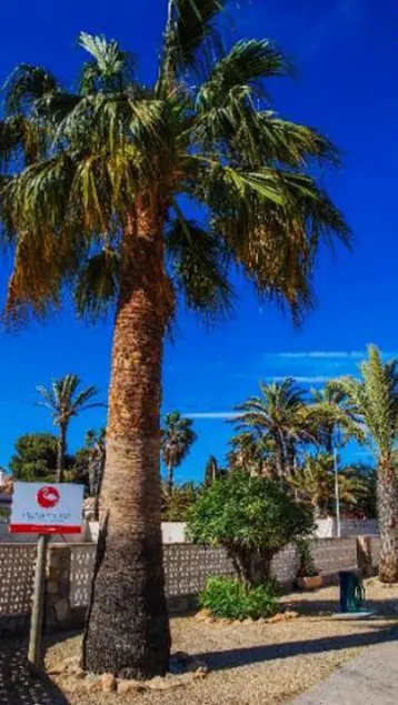Cottage à La Manga idéal pour les familles, les animaux - Image 1