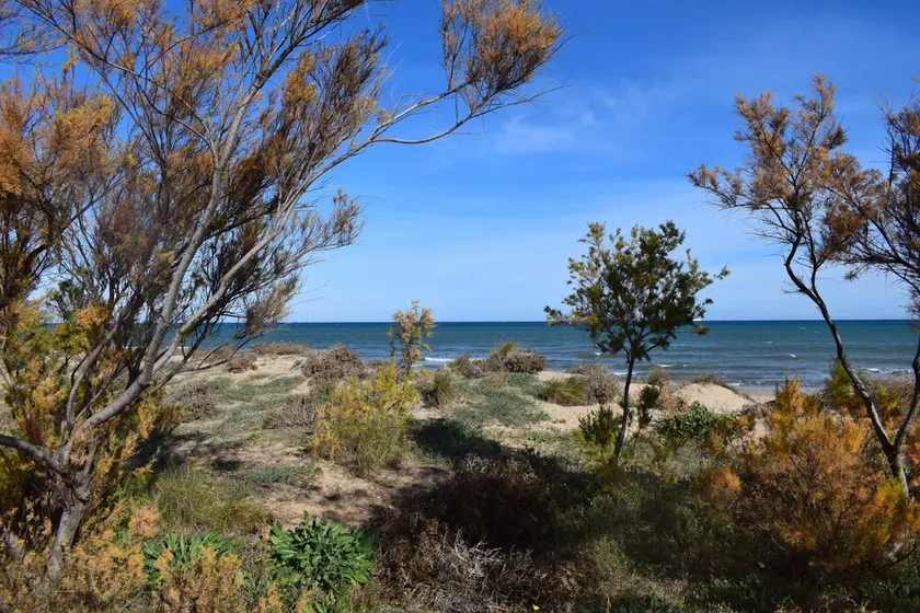 Ap437 in Oliva With 2 Bedrooms and 1 Bathrooms - Image 1