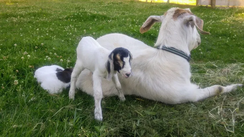 Family Farm B&B - Come Join Us For A Wonderful Farm Experience! - Image 1