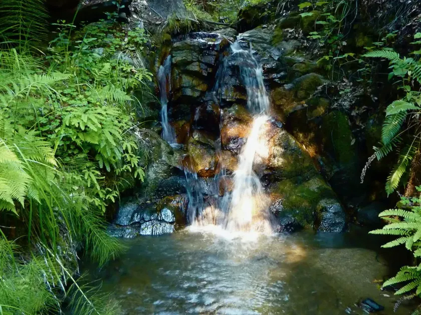 Forest Cottage in Big Sur w/Private Hiking & Hot Tub - Image 1