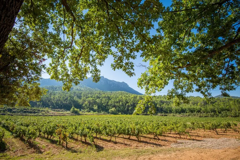The Syrah and Chardonnay villas: 10 superb rooms in the heart of a vineyard. - Image 1
