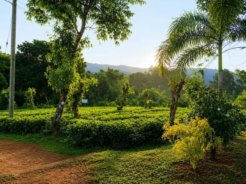 Aura Hilltop Matale - Image 1