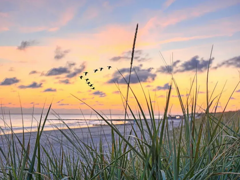 Sandpiper, Germany - Image 1