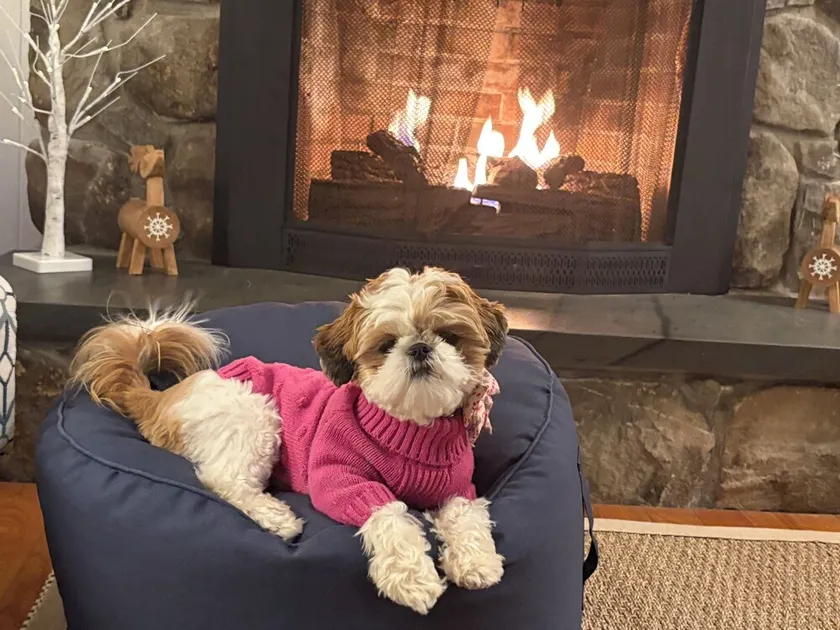 Paella Night•Lake View•Dogs•Fires•Golf•Trails•Ski - Image 1