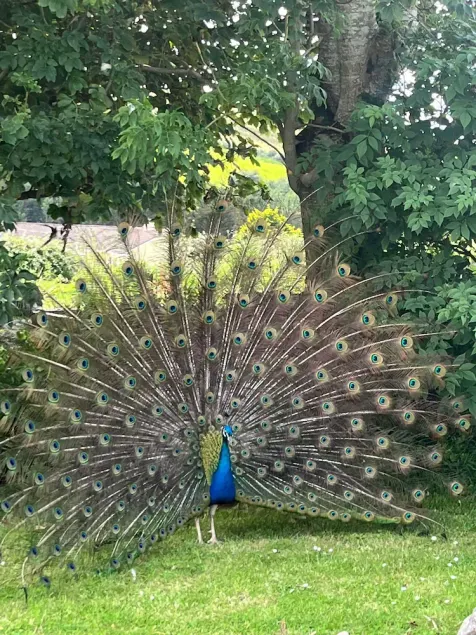 Family and pet friendly farm stay - Image 1