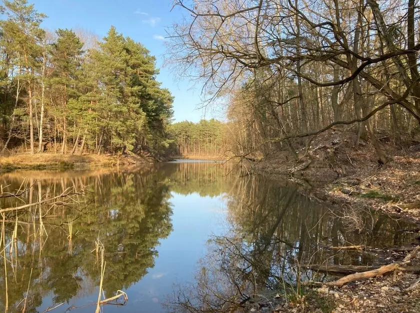 Cozy Forest Retreat by Silbersee Lake near Coswig (Anhalt) - Image 1
