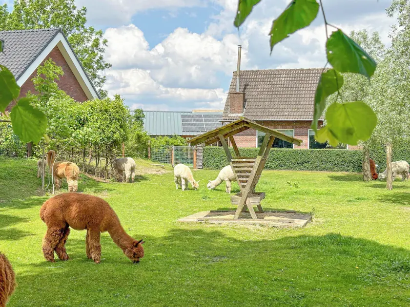Detached house on an alpaca farm - Image 1