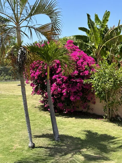 Remarkable 1-bed Apartment in Montego Bay - Image 1