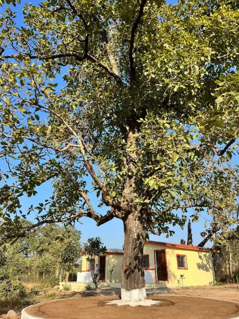 Home in the Jungle Pench - Image 1