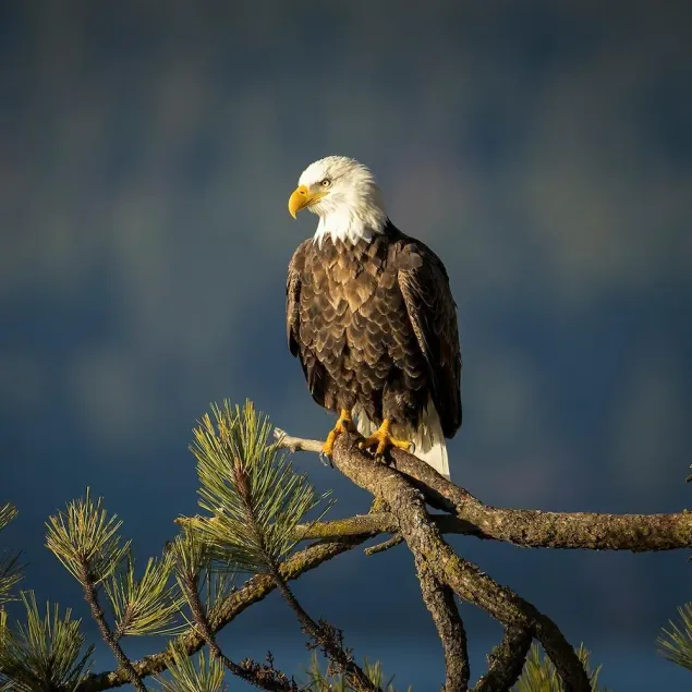 Russell's Roost Camping , Boating, Fishing ON Martiny Chain of Lakes. - Image 1