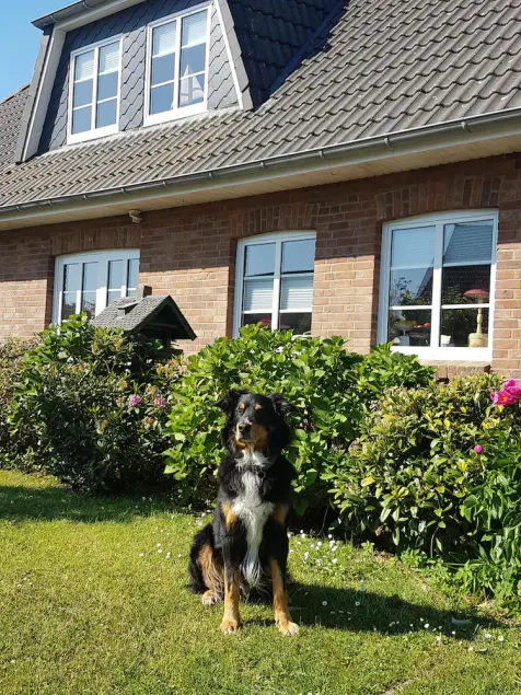 Vacanze con un cane nella Frisia del nord - Image 1