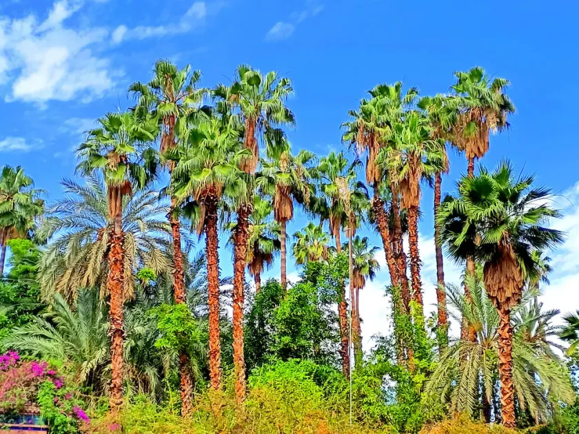 Blue Majorelle - Image 1