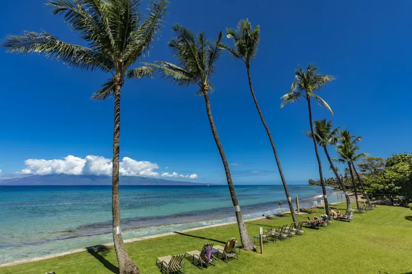 Paki Maui 303 - Image 1
