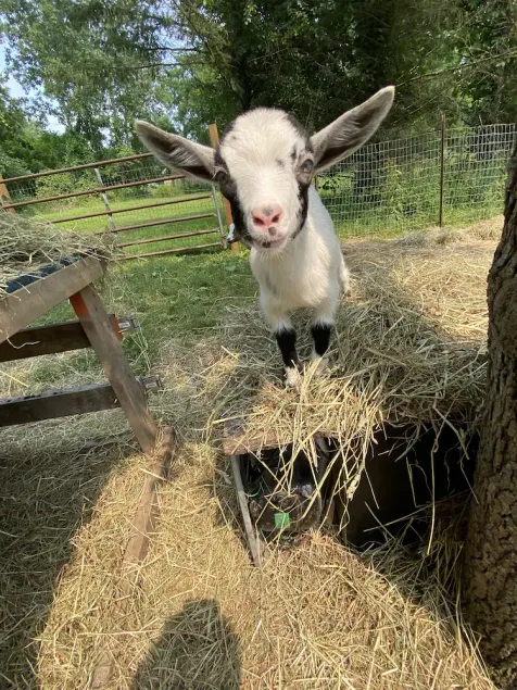 Goat Crazy Homestead  - Image 1