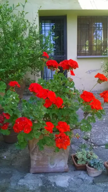 Hilltop paradis stuga, ett stenkast från Florens! - Image 1