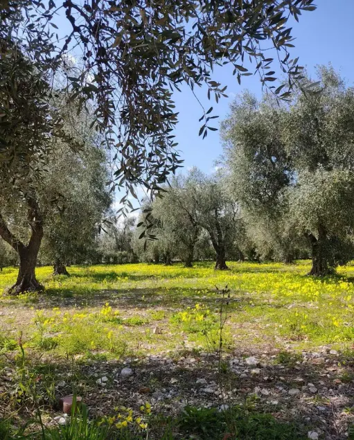 Tre Appartamenti in Villa con Giardino Vicino al Mare - Image 1