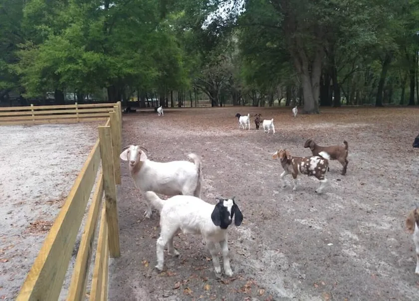 5 springs 4 to 10 minutes away Goats, Chickens, Free Eggs, Memories FARM Setting - Image 1