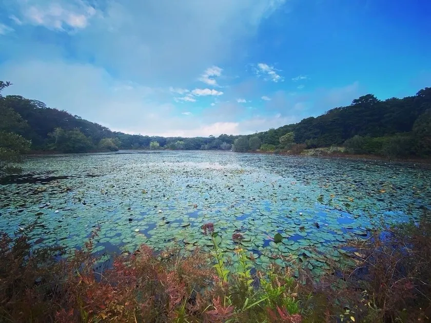 Secluded West Tisbury Retreat. Surrounded by Acres of Conservation Trails. - Image 1
