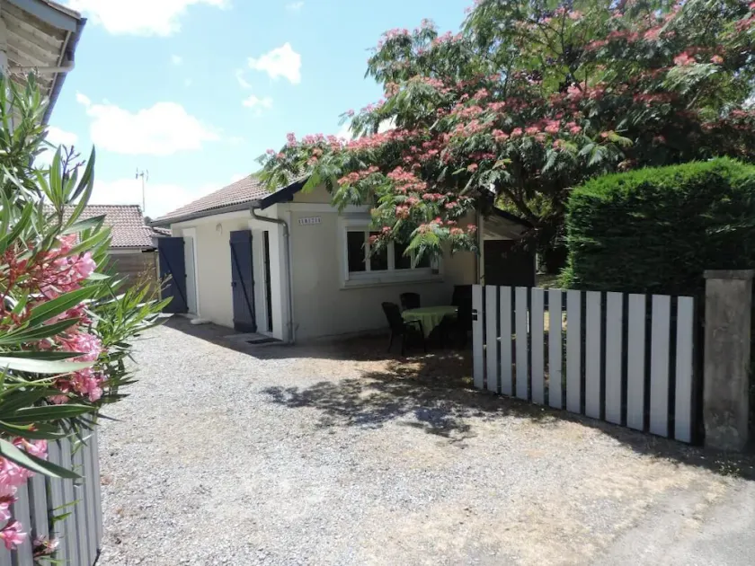 Albizia - Image 1